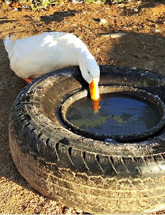 Keep your Duck Water from Freezing | No Electricity Needed - Fresh Eggs Daily® Ducks In Chicken Coop, Duck Houses And Runs, Winterizing Duck Coop, Chicken Water In Winter, Duck Coop Ideas For Winter, Chicken Dust Bath Ideas Covered, Chicken Duck Coop Combo, A Frame Duck House, Duck And Chicken Coop Together