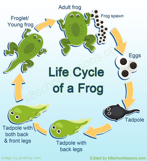 Stages of a Frog's Life Cycle Frog Egg, Life Cycle Of A Frog, Frog Life Cycle, Frog Life Cycle Printable, Frog Life Cycle Activities, Frog Eggs, Lifecycle Of A Frog, Frog Life, Frog Drawing