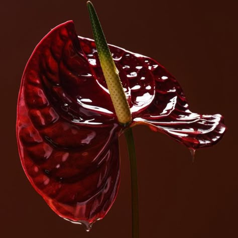 Red Vibe, Red Orchid, Anthurium Flower, Red Orchids, Red Plants, Video Artist, Nothing But Flowers, Art Folder, Flower Therapy