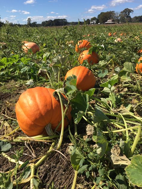 Harvesting Photography, Garden Harvest Aesthetic, Pumpkin Recipes Indian, Harvesting Pumpkins, Pumpkin Patch Landscape, Pumpkin Farm Aesthetic, Soup Pumpkin, Cookies Pumpkin, Farming Business