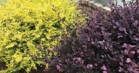 Pow! Bam! Zap! A dynamic duo of color and style, ‘Sunshine’ Ligustrum and Purple Daydream®️ Dwarf Loropetalum add unbridled energy to the landscape. Dramatic color defines this pairing with complementary hues that truly pop. Southern Living Plants. Southern Landscaping, Sunshine Ligustrum, Landscape Shrubs, Composting Ideas, Helping Nature, Low Maintenance Landscaping Front Yard, Colorful Shrubs, Shrubs For Landscaping, Landscaping Shrubs