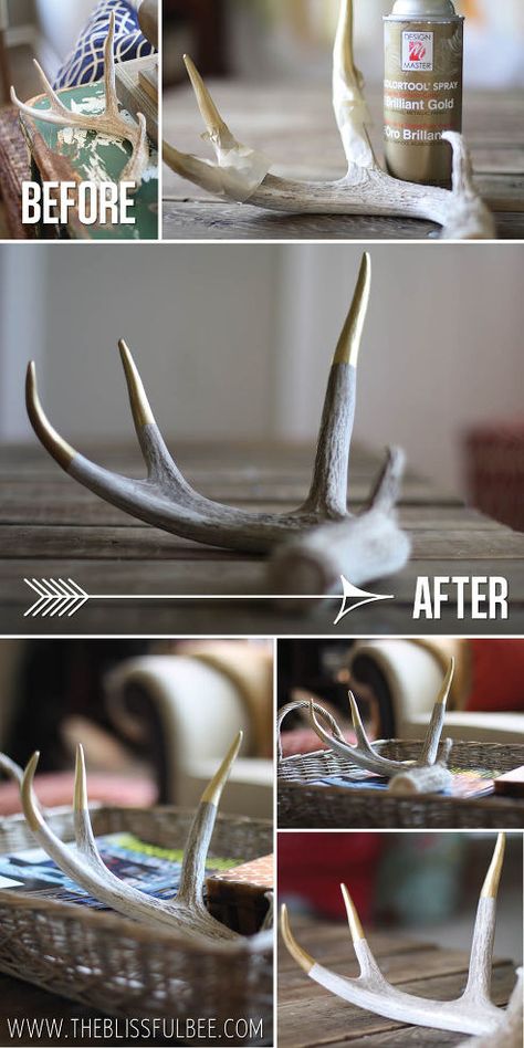 The Blissful Bee's discussion on Hometalk. Updating Antlers With a Gold Twist! - Do you have some old antlers lying around?? Update them to a modern look with some gold spray paint! Diy Antlers, Antler Projects, Painted Skulls, Deer Antler Crafts, Antler Ideas, Painted Antlers, Spirit Sticks, Deer Antler Decor, Antler Crafts