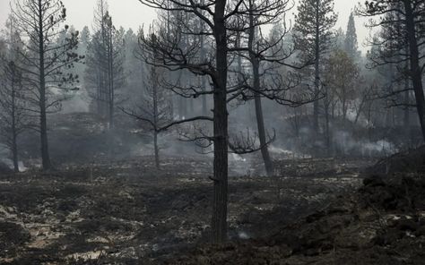 Reading The Land After Fire | Permaculture Skills Center Dragons Edge, Rising From The Ashes, Salmon Run, Human Settlement, Rise From The Ashes, Fire Safe, Soil Ph, Forest Fire, Disney Films