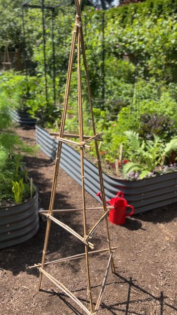 Erin Berkyto | 🪴Garden Fresh Inspiration🪴 on Instagram: "🌱♻️🌎 This (almost) free trellis is 100% biodegradable! This sustainable garden project is waste-free and zero-plastic!   💚🎋 I love using bamboo canes in my garden because they are strong, inexpensive and natural/biodegradable.  😍I usually use single rods to make trellises BUT I saw one @vandusengarden that was doubled up, and I knew I had to try making one!  I have been using this size/style of trellis for many years to grow:  🥒Cucumbers (x3 plants) 🍅Tomatoes (x3 plants) 🫛Peas (x6-12 plants) 🫘Beans (x6-12 plants)  Growing vertically increases your yields per square foot which can make a HUGE difference in small urban gardens.   The bamboo is remarkably strong! I have never had it break under the weight of MANY climbing pla Cucumbers And Tomatoes, Growing Peas, Small Urban Garden, Urban Gardens, Bamboo Rods, Bamboo Canes, Plants Growing, Waste Free, Sustainable Garden