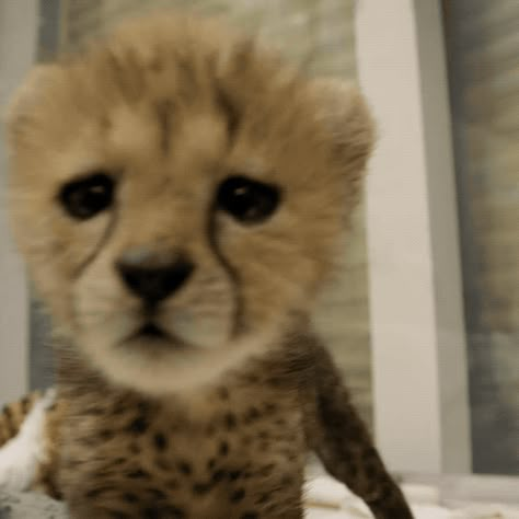 trending GIFs 5 Siblings, Cheetah Pictures, Gif Ideas, Baby Cheetah, Cheetah Cubs, Baby Cheetahs, Cute Alpaca, Animal Symbolism, Pretty Animals