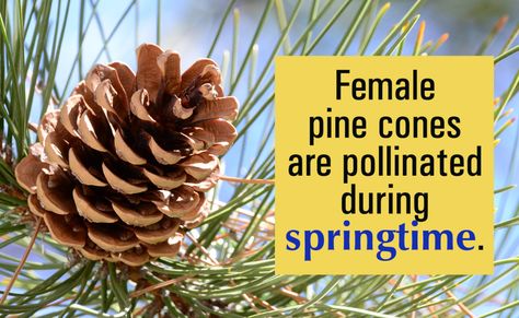 Growing Trees from Pine Cones - Gardenerdy Pine Cone Seeds, Types Of Pine Trees, Seedlings Indoors, Growing Trees, Pine Cone Christmas Tree, Pine Trees Forest, Cone Trees, Conifer Trees, Spruce Tree