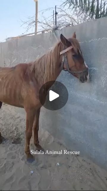 Sulala Animal Rescue on Instagram: "Fajr’s journey ❤️🐴" Chihuahua Rescue, Animal Rescue Stories, Rescue Animals, August 27, Animal Rescue, Chihuahua, Animals, On Instagram, Instagram