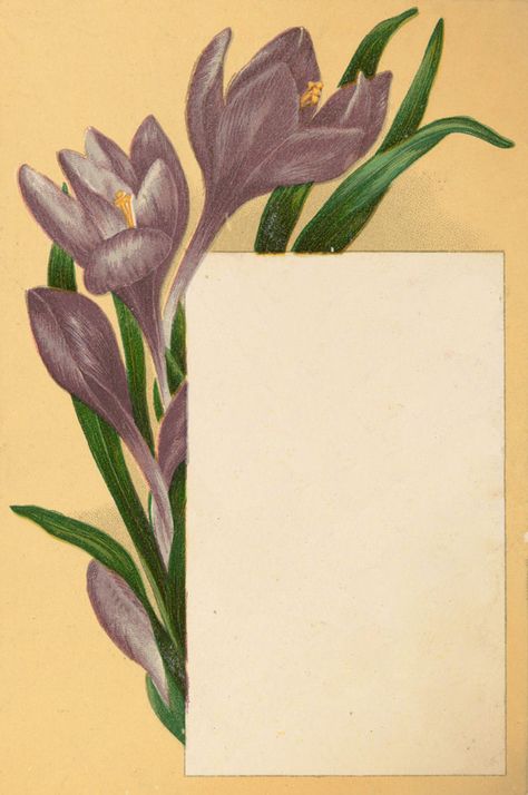 7 Crocus Flower Images! - The Graphics Fairy Hanging Craft Ideas, Old Paper Background, Floral Cards Design, The Graphics Fairy, Crocus Flower, Paper Background Design, Hanging Craft, Paper Wall Hanging, New Paper