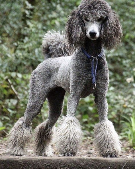 Standard Poodle Haircuts, Poodle Haircut Styles, Silver Poodle, Poodle Haircut, Dog Grooming Styles, Poodle Puppy Standard, Poodle Cuts, Puppy Cut, Poodle Grooming