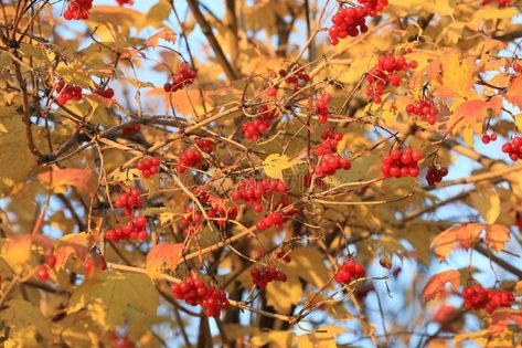 Lots of ripe viburnum berries in indian summer stock images Viburnum Berries, Indian Summer, Yellow Leaves, Vector Logo, Photo Image, Stock Images, Stock Photos, Yellow