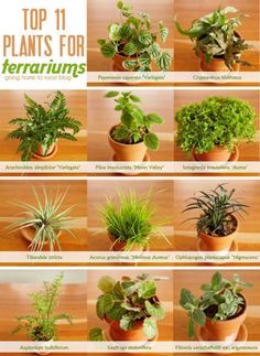 11 best terrarium plants:  1. peperomia caperata ‘variegata’  2. cryptanthus bivittatus  3. arachnoides simplicior ‘variegata’  4. pilea involucrata ‘moon valley’  5. selaginella kraussiana ‘aurea’  6. tillandsia stricta  7. acorus gramineus ‘minimus aureus’  8. ophiopogon planiscapus ‘nigrescens’  9. asplenium bulbiferum  10. saxifraga stolonifera  11. fittonia verschaffeltii var. argyroneura Cryptanthus Bivittatus, Pilea Involucrata, Ophiopogon Planiscapus, Acorus Gramineus, Plants For Terrariums, Saxifraga Stolonifera, Best Terrarium Plants, Terrariums Diy, Plants Terrarium