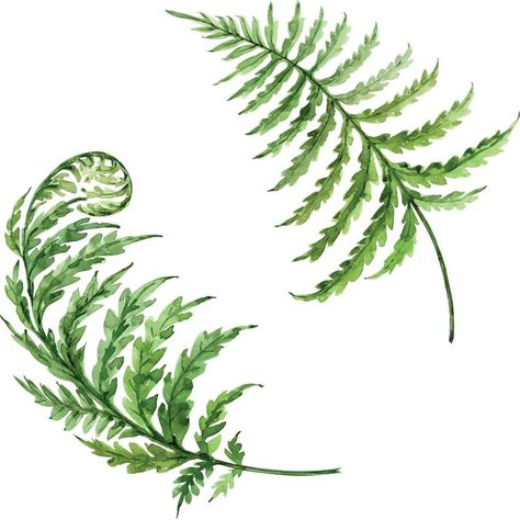 Fern Painting Acrylic Simple, How To Draw Ferns Step By Step, Green Fern Tattoo, Fern Leaf Drawing, Watercolour Fern, Fern Drawing, Fern Painting, Floral Names, Harmony Tattoo