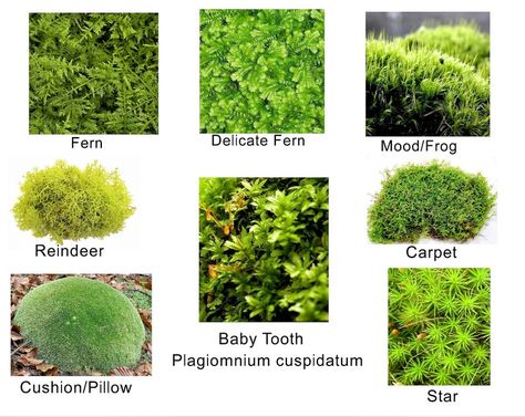 Live Terrarium, Fern Pillow, Monkey Pillow, Types Of Moss, Growing Moss, Moss Plant, Mount Shasta, Terrarium Containers, Star Cushion