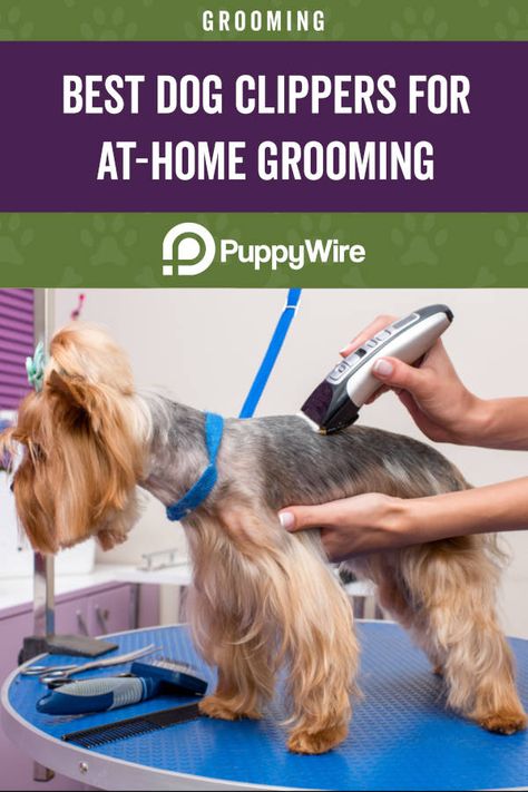 How To Groom Dogs At Home, Best Dog Clippers Pet Grooming, Dog Grooming Tools At Home, How To Use Dog Clippers, Dog Clippers Pet Grooming, How To Groom A Dog At Home, Grooming Dogs, Small Dog Accessories, Dog At Home