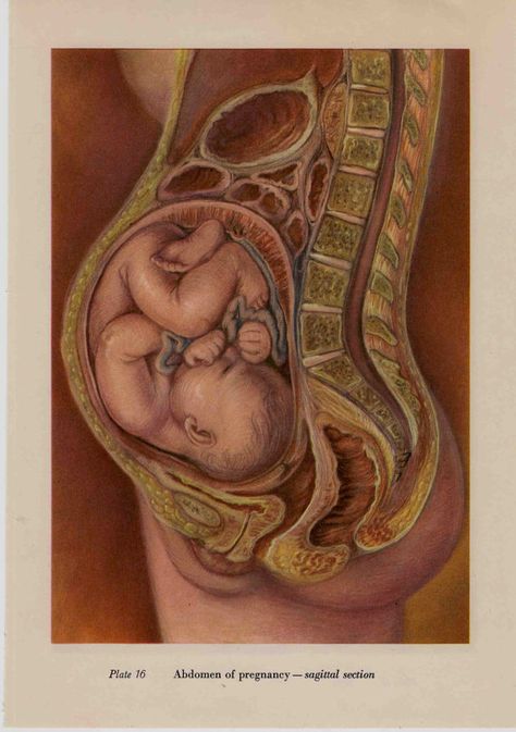 the womb Womb Drawing Art, Womb Drawing, Jean Milburn, Pregnancy Anatomy, Education Aesthetic, 7 Sorrows Of Mary, Baby In Womb, Birth Art, Demon Baby