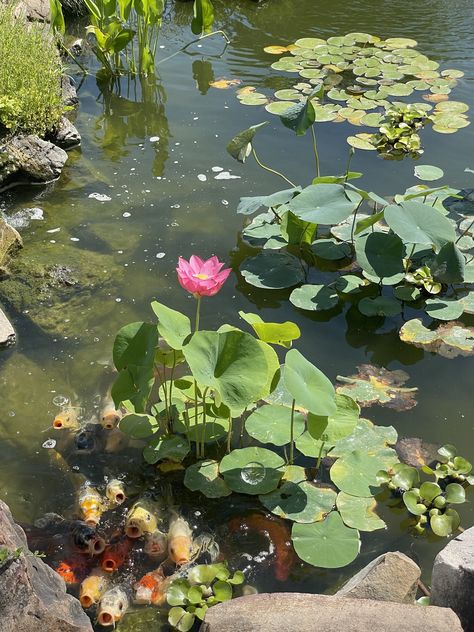 Pond Nails, Link Illustration, Waterlily Pond, Lotus Pond, Fish Wallpaper, Lake Fishing, Lily Pond, Oil Pastels, Koi Pond