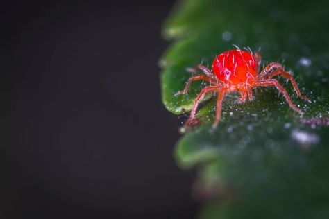 How to Get Rid of Red Spider Mites in Your Garden | HappySprout Gooseberry Plant, Night Blooming Flowers, Get Rid Of Spiders, Cape Gooseberry, Rosemary Plant, Red Spider, Oregano Leaves, Spider Mites, Natural Pest Control