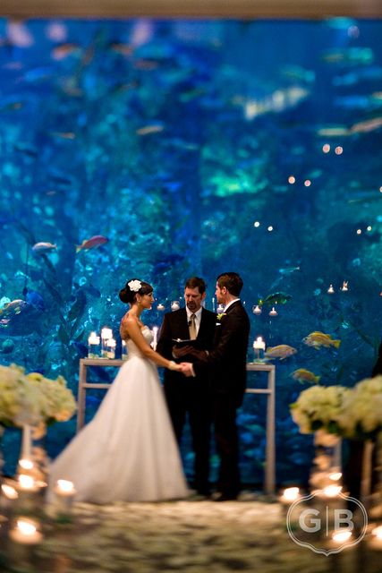 Seattle Aquarium ~ Seattle, WA Florida Aquarium, Aquarium Wedding, Wedding Wishes, Fairytale Wedding, Here Comes The Bride, Wedding Locations, Mermaid Wedding, Wedding Bells, Crystal Chandelier