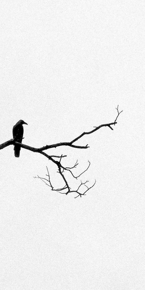 Flock Of Crows Tattoo, Crow Iphone Wallpaper, Tree Bird Tattoo, Crow Aesthetic Wallpaper, Crow Wallpaper Iphone, Crow Background, Crow Wallpapers, Crow Sketch, Crows Wallpaper