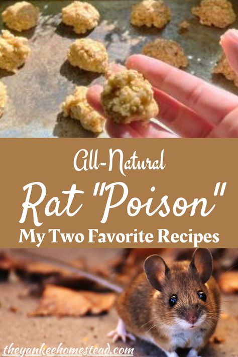 Kill Rats Fast, Rat Proof Chicken Feeder, Mice Bait, Homemade Rat Poison, Natural Rat Repellent, Diy Mice Repellent, Mouse Poison, Mouse Bait, Furniture Storage Ideas