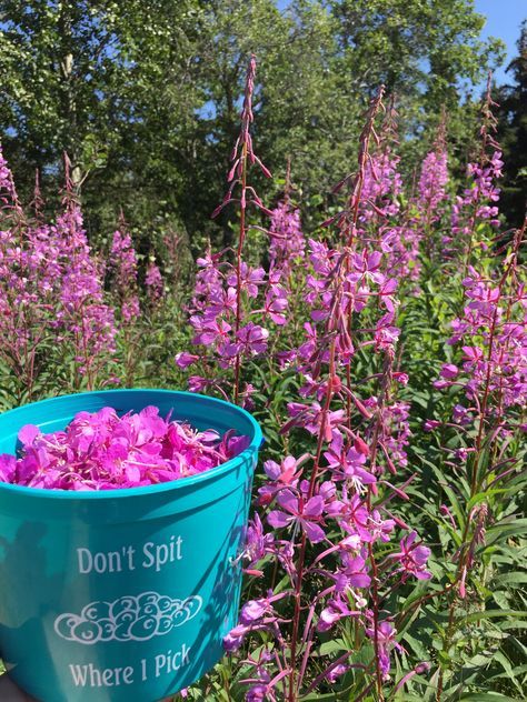 Fireweed Jalapeno Jelly Fireweed Jelly, Medicinal Wild Plants, Spruce Tips, Jalapeno Jelly, How To Make Jelly, Foraged Food, Harvest Recipes, Jelly Recipes, Wild Edibles