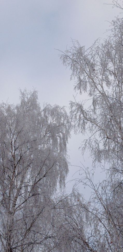 Winter in Lithuania Winter In Lithuania, Lithuania