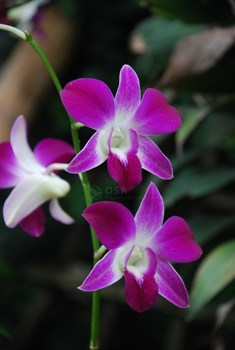 Costa Rican Flowers, Costa Rica, Orchids, Planting Flowers, Flowers, Plants