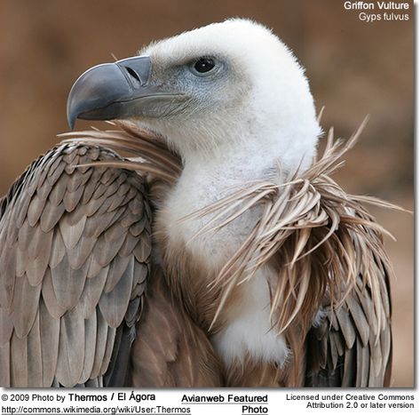 Griffon Vultures | Beauty of Birds Birds Of Prey, Birds Eye, Beautiful Birds, Bald Eagle, Old World, Pet Birds, Eagles, Animal Pictures, Feathers