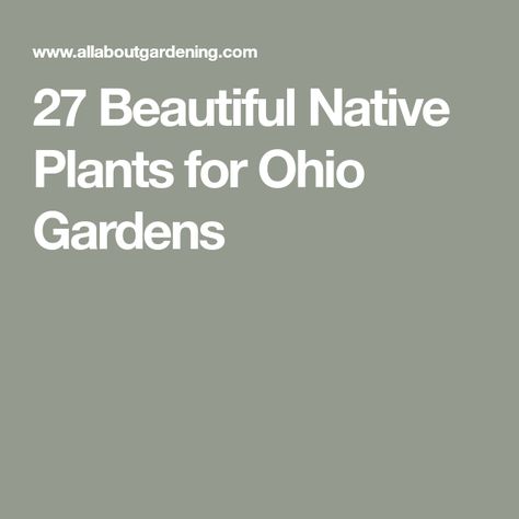 27 Beautiful Native Plants for Ohio Gardens Ohio Native Plants, Ohio Gardening, Red Shrubs, Ohio Garden, Winterberry Holly, Native Plant Landscape, Plant Landscape, Swamp Milkweed, Cardinal Flower