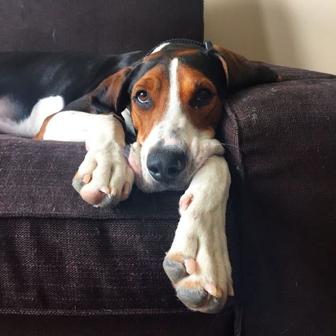 Walker Hound, English Coonhound, Walker Coonhound, American Foxhound, Treeing Walker Coonhound, Redbone Coonhound, The Hound, Good Dog, Raining Cats And Dogs