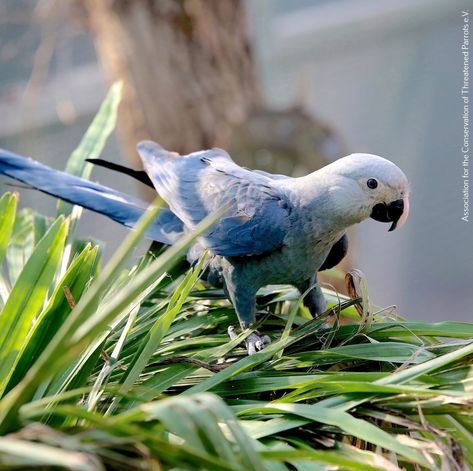 Types Of Parrots, David Kibbe, Macaw Parrot, African Grey Parrot, Incredible Creatures, Parrot Bird, Funny Birds, Pretty Animals, Exotic Birds