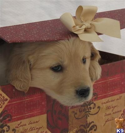 Duke needs a friend Golden Retriever Puppy Christmas, Dream Christmas, Dream Birthday, Golden Retriever Gifts, Golden Puppies, Best Friend Forever, Christmas Puppy, Puppy For Sale, Golden Retriever Puppy