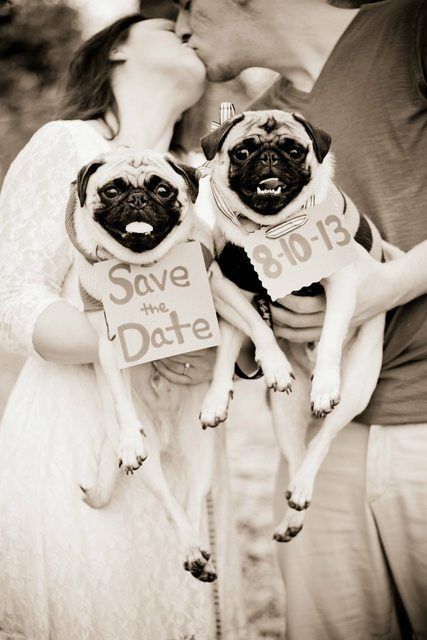 Pug Wedding, Pug Clothes, Photos With Dog, Wedding Pets, Wedding Planning Websites, Wedding Services, Cute Pugs, Dog Wedding, Pug Love