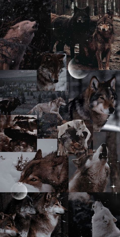 Wolf Pictures, Moon And Stars, The Moon, Moon, Collage, Stars