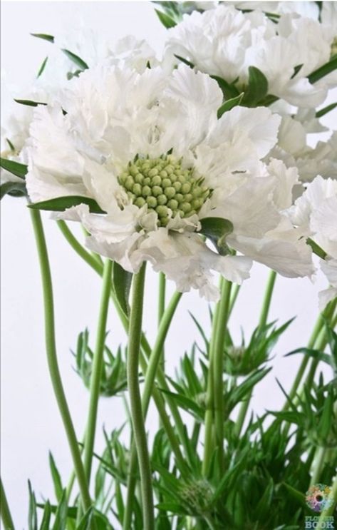 White Perennials, Gardening Inspiration, Fall Flower Arrangements, Midnight Garden, Fall Flower, White Gardens, All Flowers, Fall Flowers, Real Flowers