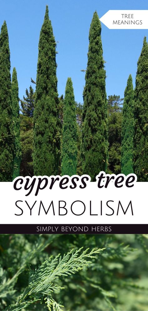 Dive into cypress tree symbolism within the realm of tree meanings. These majestic trees, symbolize mourning, immortality and hope, carry a profound spiritual significance rooted in ancient traditions and biblical stories. Uncover the deep connections cypress trees have with construction of sacred spaces and their enduring symbolism in various cultures. Find more plant symbolism, spiritual meaning, and tree symbolism at simplybeyondherbs.com Tree Symbolism, Plant Symbolism, Tree Meanings, Cyprus Trees, Italian Cypress Trees, Biblical Stories, Italian Cypress, Gravel Garden, Sacred Spaces