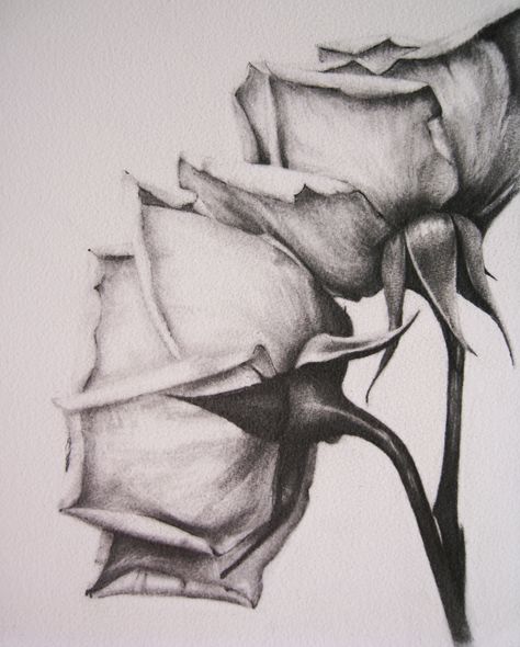 Realistic Drawings Of Flowers, Roses Pencil Drawing, Flower Drawings Realistic, Flower Realistic Drawing, Realistic Graphite Pencil Drawings, Pencil Sketches Flowers, Rose Sketches Pencil, Black And Grey Drawings, Roses Realistic Drawing