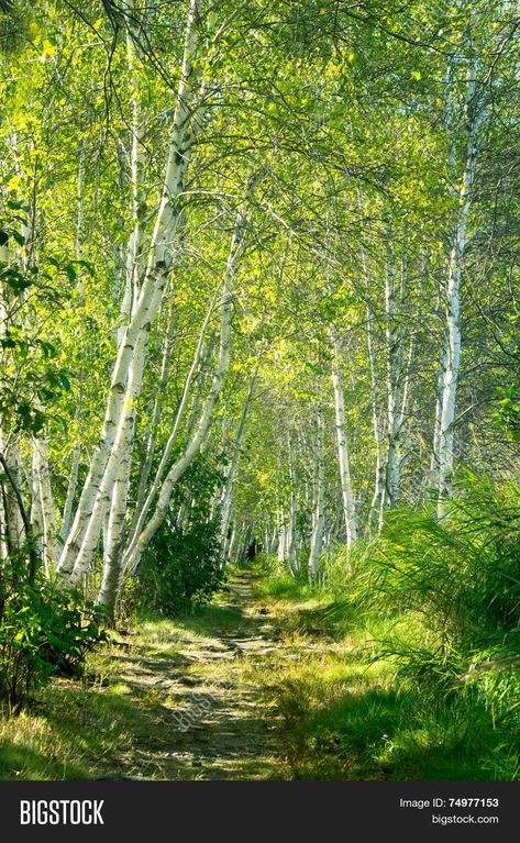 자작나무 그림, Birch Tree Forest, Natures Path, 심플한 그림, Birch Tree Art, Birch Forest, Forest Path, Tree Photography, John Muir