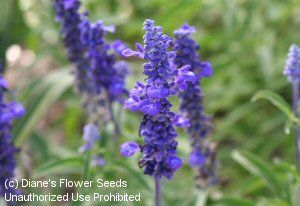 Salvia farinacea, annual here Salvia Farinacea, Salvia Azurea, Salvia Apiana, Salvia Mystic Spires Blue, Salvia Nemorosa Caradonna, Salvia Nemorosa, Annual Flowers, How To Attract Hummingbirds, Flower Seeds