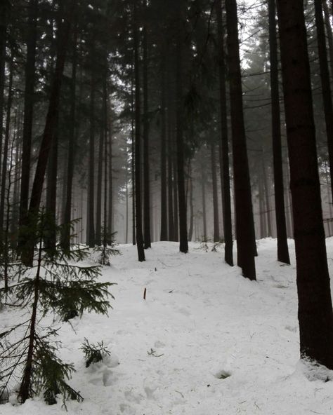 Icy Forest Aesthetic, Creepy Snowy Forest, Scary Winter Aesthetic, Scary Woods Aesthetic, Creepy Winter Aesthetic, Winter Horror Aesthetic, Scary Forest Aesthetic, Scary Environment, Scary Woods