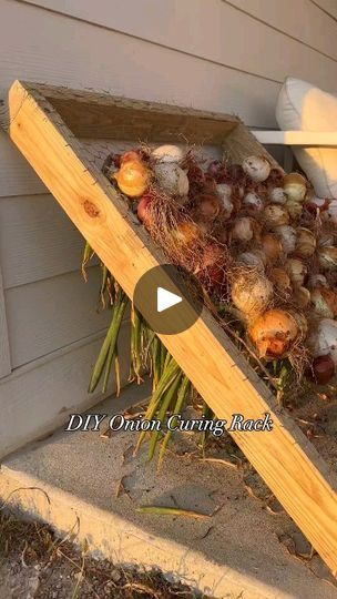 183 reactions · 21 shares | How to store onions! 

Creative ideas! Follow for more tips on gardening! |  | biopro_solutions · Original audio Onion Harvest Storage, Onion Curing Rack, Onion Drying Rack Diy, Curing Onions, Chicken Coop Build, Galvanized Fence, Veggie Storage, Store Onions, Grow Onions