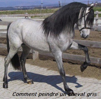 Dessin et peinture - vidéo 2953 : Comment peindre un cheval 3 ? (la tête et le corps) - Techniques simplifiées et tutos. Blue Roan, Andalusian Horse, Most Beautiful Horses, Grey Horse, Baby Horses, Most Beautiful Animals, Majestic Horse, All The Pretty Horses, Horse Crazy