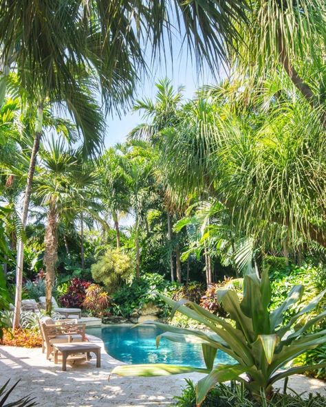 Tropical Pool Landscaping, Pool Landscaping Ideas, Palm Trees Landscaping, Florida Pool, Tropical Backyard, Above Ground Pool Landscaping, Tropical Pool, Tropical Gardens, Tropical Oasis