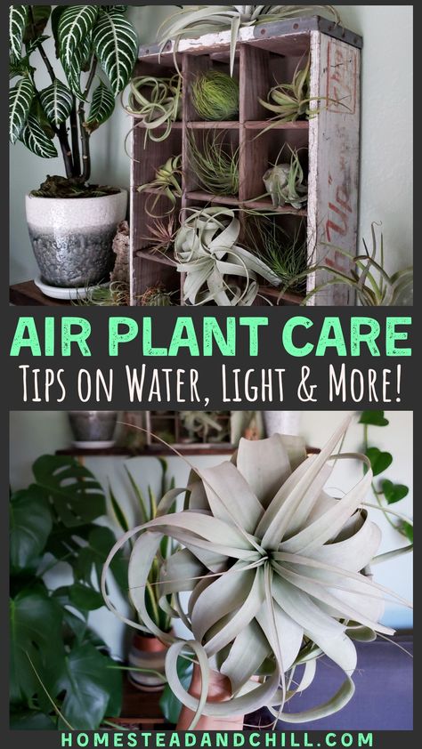 Types Of Air Plants, Air Plants Diy, Air Plant Care, Air Plant Garden, Large Air Plants, Air Plants Decor, Air Plants Care, Plant Care Tips, Plant Care Houseplant