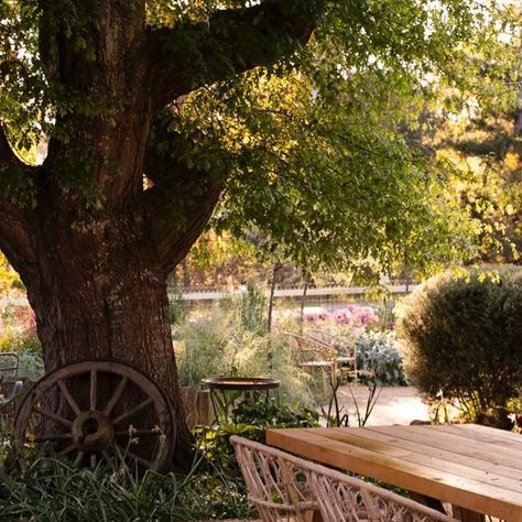 Tim Pilgrim on Instagram: "The name sake of Oak Cottage 🌳 . . . It provides shelter, habitat, mulch, shade, age, micro climates, perspective and ambience  . . . 📸 @gemmola  #tpgardens #gardendesign #plantingdesign #planting #designstudio #gardens #wildgarden #shadegarden #woodlandgarden #naturalisticgarden #springgarden #tree #oaktree #oakcottage" Oak Tree Garden, Oak Spring Garden, Oak Tree Mural, German Oak Tree, English Oak Tree, Oak Tree Forest, Naturalistic Garden, Woodland Garden, Garden Trees