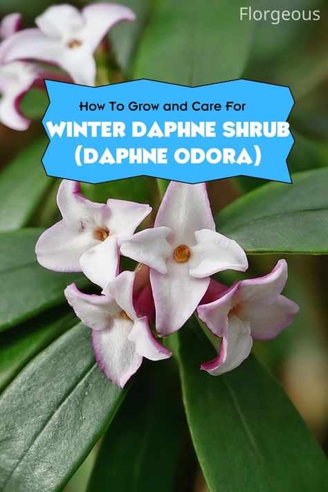 Winter Daphne Winter Daphne, Daphne Odora, Daphne Shrub, Late Winter, Flowering Shrubs, Evergreen Shrubs, Sweet Scents, Best Practices, Early Spring