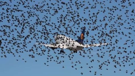 Bird Strike, Cheap Meat, Millions Of Dollars, Aviation Industry, Bird Photo, Animal Welfare, Scarecrow, The Birds, Virtual Reality