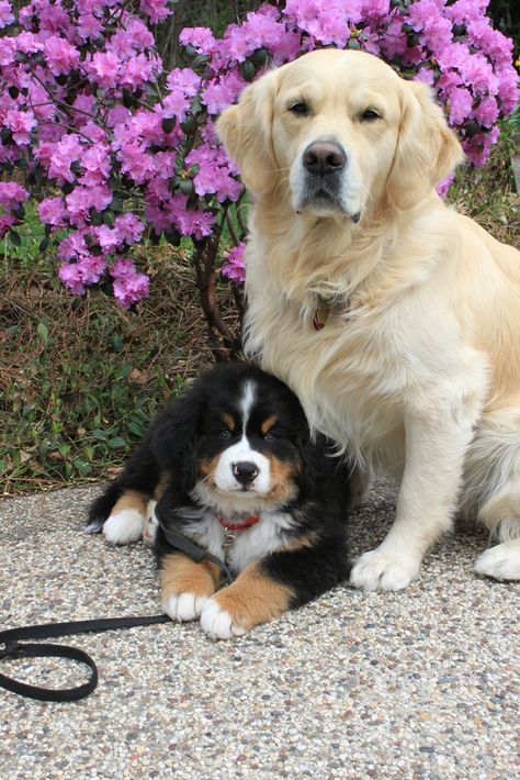 Bernese Mountain Dog Golden Retriever, Golden Mountain Dog, Mountain Ideas, Golden Retriever Training, Dog Golden Retriever, Labrador Retriever Puppies, Mountain Dog, Bernese Mountain, My Boys