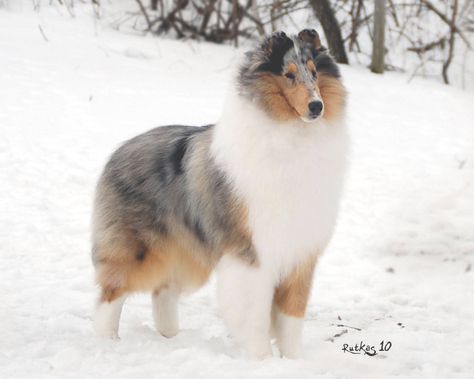 Beautiful Blue Merle Rough Collie Blue Merle Rough Collie, Merle Collie, Blue Merle Collie, Miniature Collie, Shetland Sheepdog Blue Merle, Smooth Collie, Shetland Sheepdog Puppies, Stud Dog, Sheep Dogs