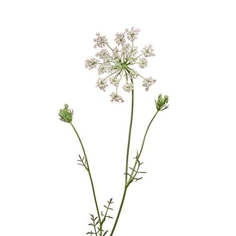 AMMI MAJUS - Flowers We Love - Flower.Style Magazine Ammi Flower, Ammi Majus, Real Queens, Flower Style, Style Magazine, Dried Floral, Lace Flowers, Herbal Medicine, Garden Styles